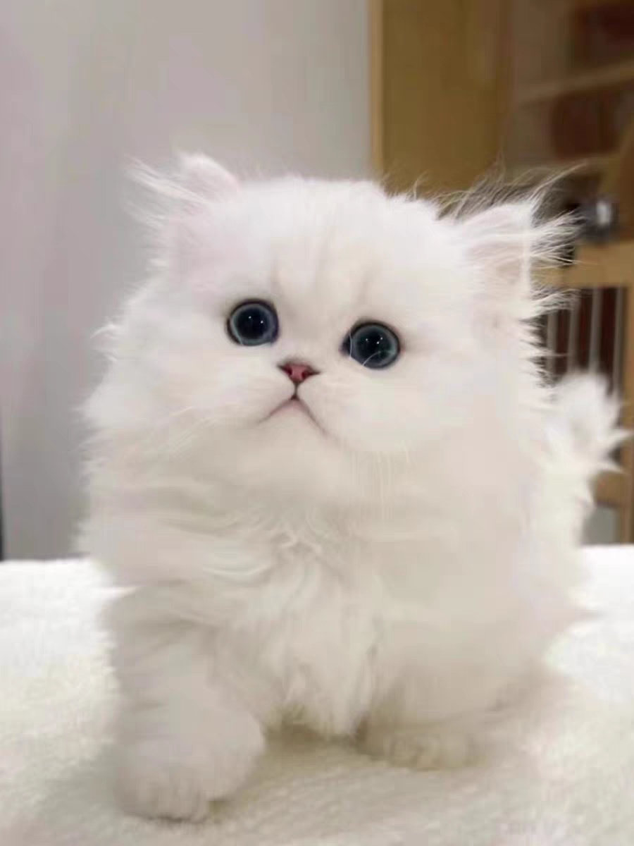 猫舍直销,批发价出售,米努特矮脚猫